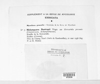 Melampsora rostrupii image